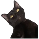 Sticker black-cat