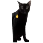 Sticker black-cat