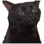 Sticker black-cat
