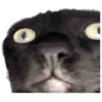 Sticker black-cat