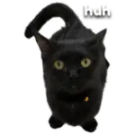 Sticker black-cat