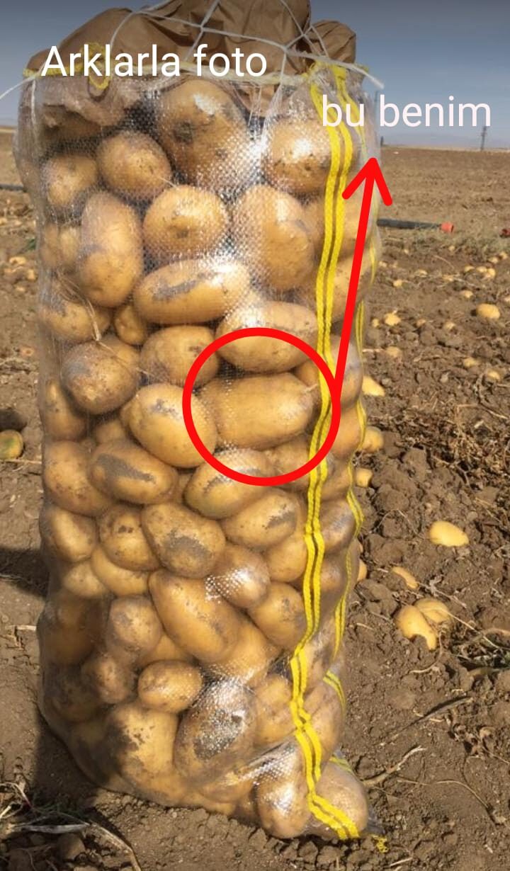 MRPatato cover