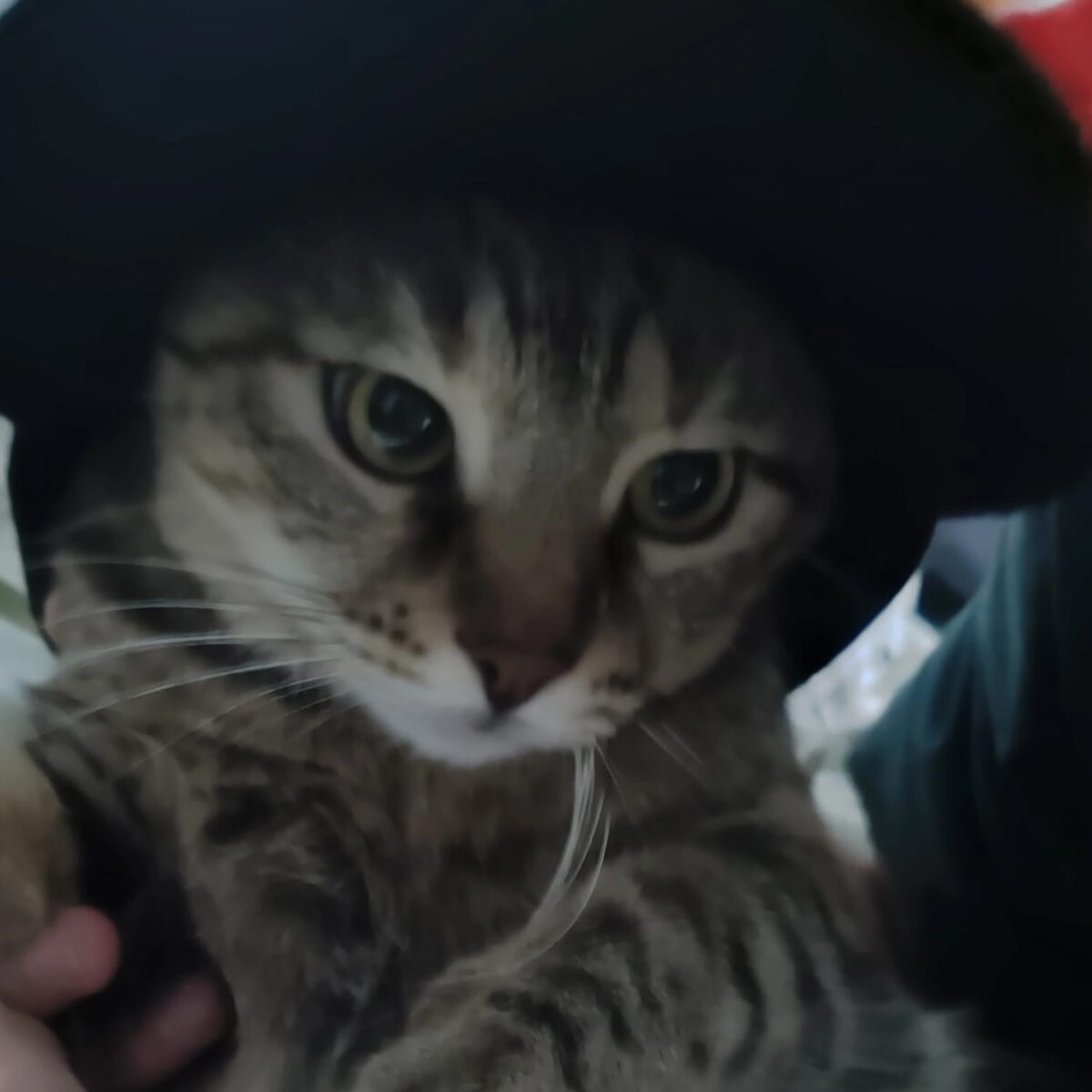 shakesfige cover
