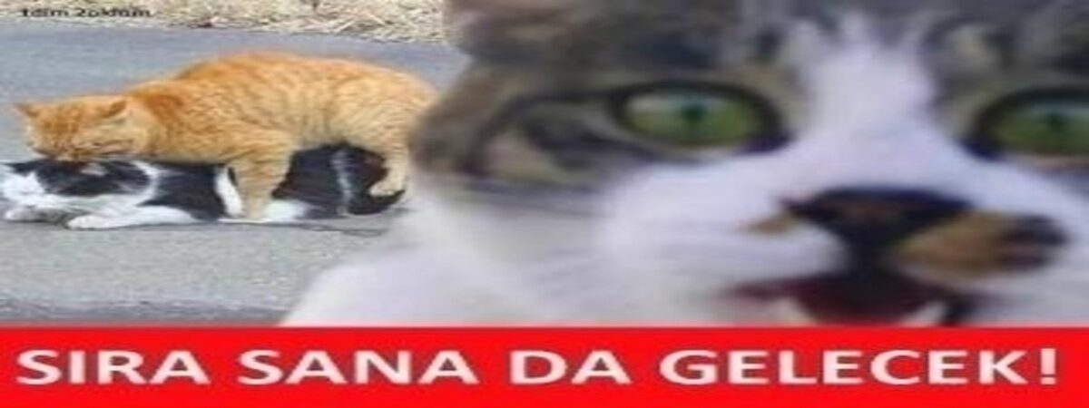 OxySama cover