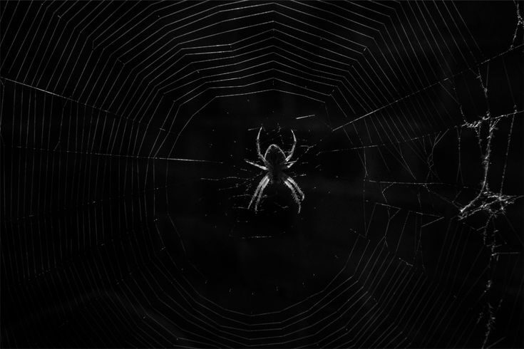Tarantulerebus cover